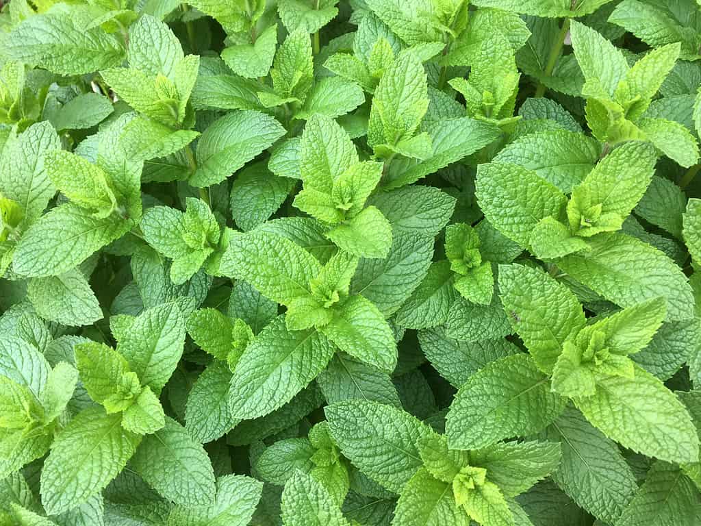 Chiuda in su della menta verde fresca nel giardino.
