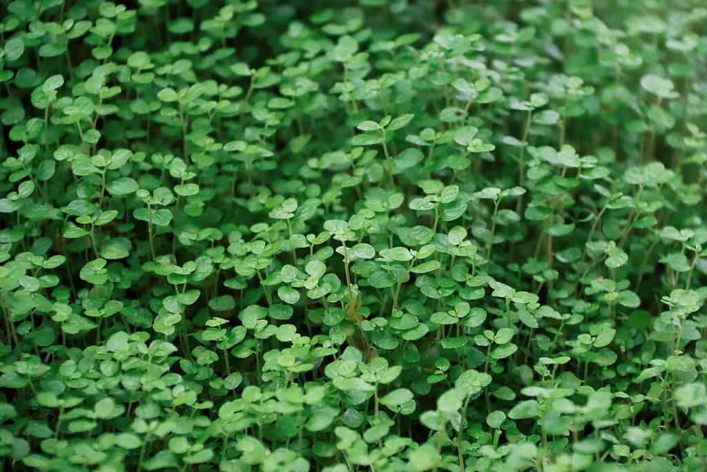 Uno sguardo ravvicinato su una zecca corsa nota anche come Mentha requienii.