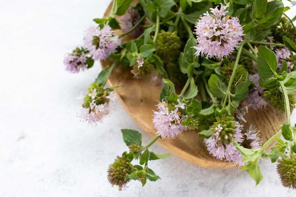 Menta d'acqua con fiori viola su piatto di legno su sfondo tavolo bianco.