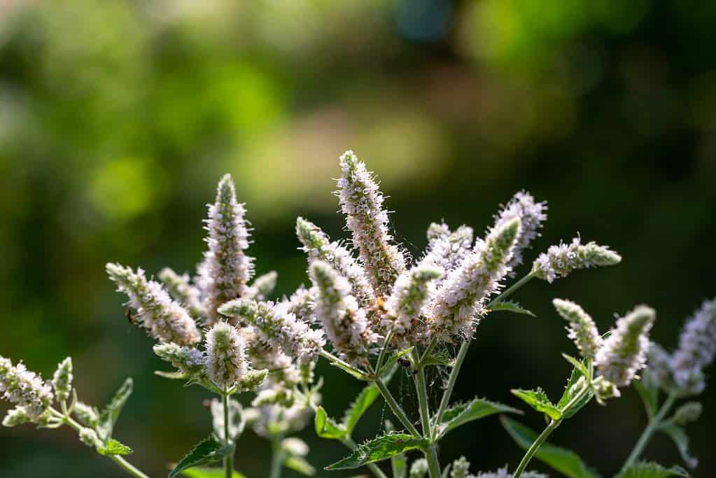 Blooming Mentha suaveolens alla luce del sole foto ravvicinata.  Piccoli e soffici fiori di menta mela in una soleggiata giornata estiva.