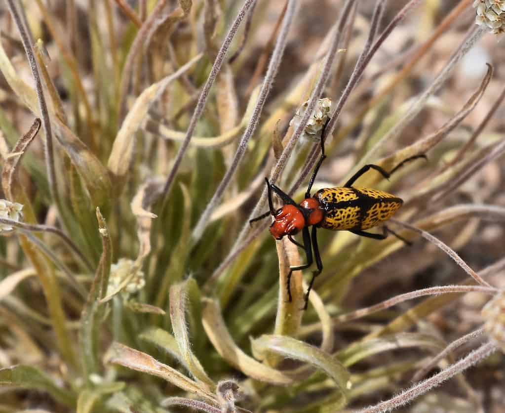 Scarabeo Blister della Croce di Ferro