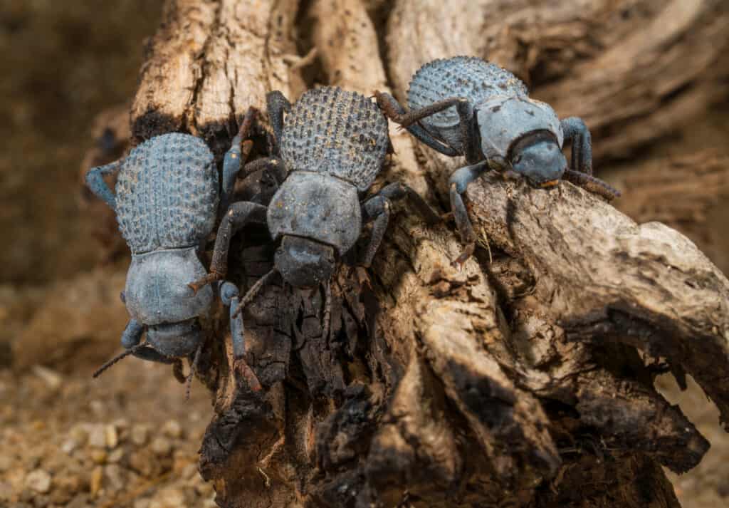 Scarabeo finto di morte blu