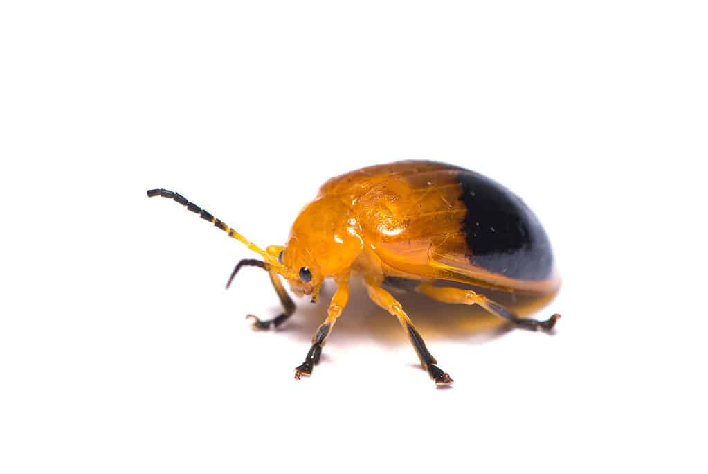 Distruttore di cocciniglie