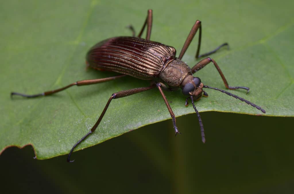 Scarabeo Oscuro