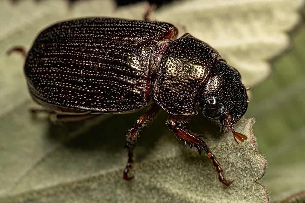 Scarabeo di Chafer foglia brillante