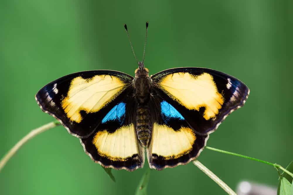 farfalla viola del pensiero gialla