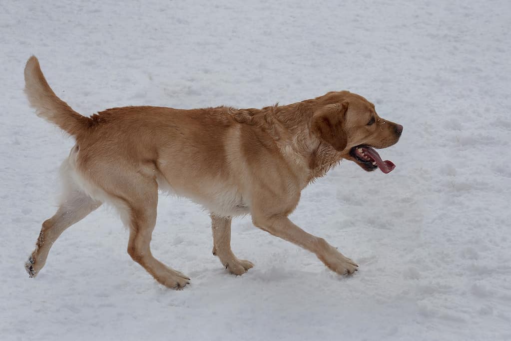 Il golden retriever canadese con la lingua ciondolante corre sulla neve bianca. Animali domestici.