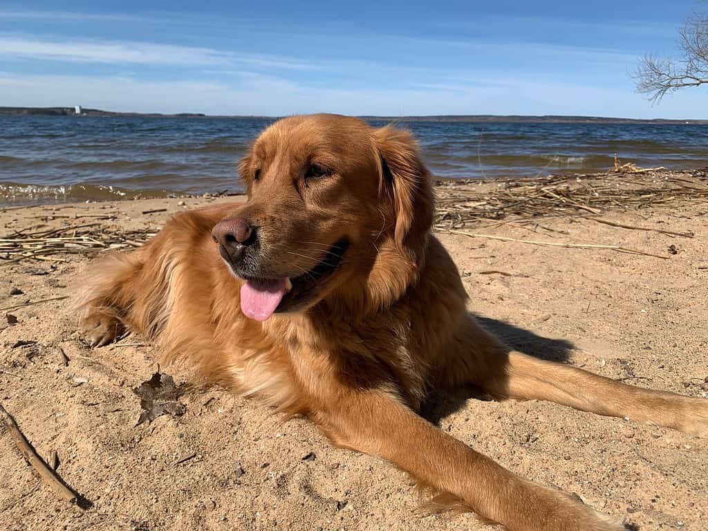 Il golden retriever americano ha visto il mare per la prima volta e si trova sulla spiaggia al sole