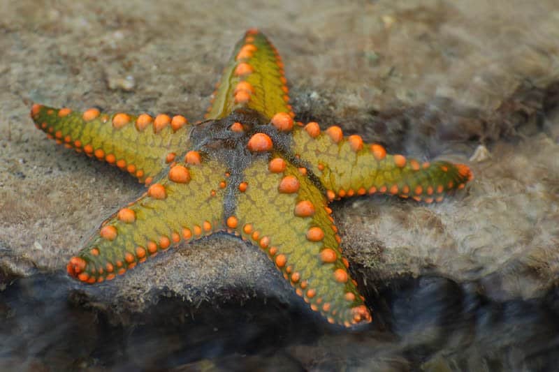 Stelle marine su una roccia
