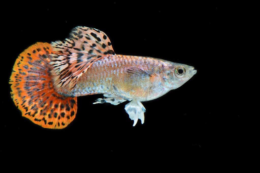 Guppy coda tonda