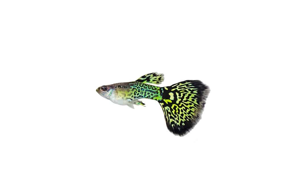 Guppy Leopardo