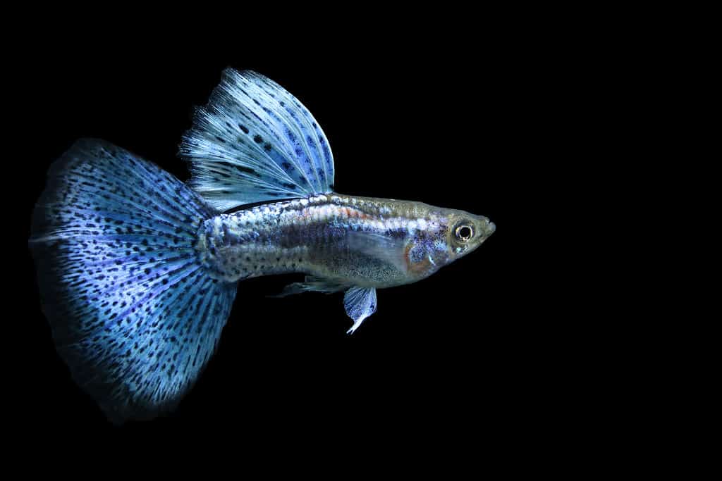 Guppy dalla coda a delta