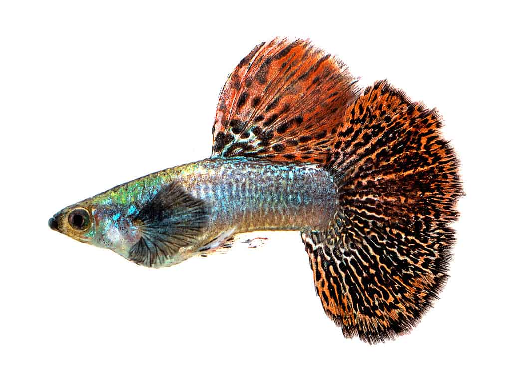 Guppy mosaico