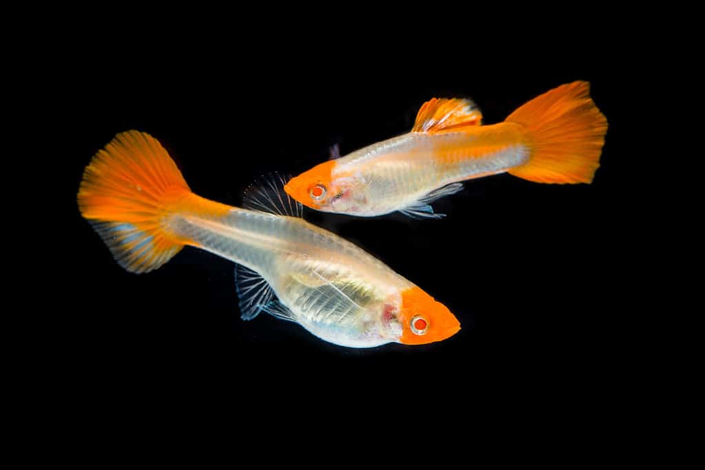 Koi Guppy