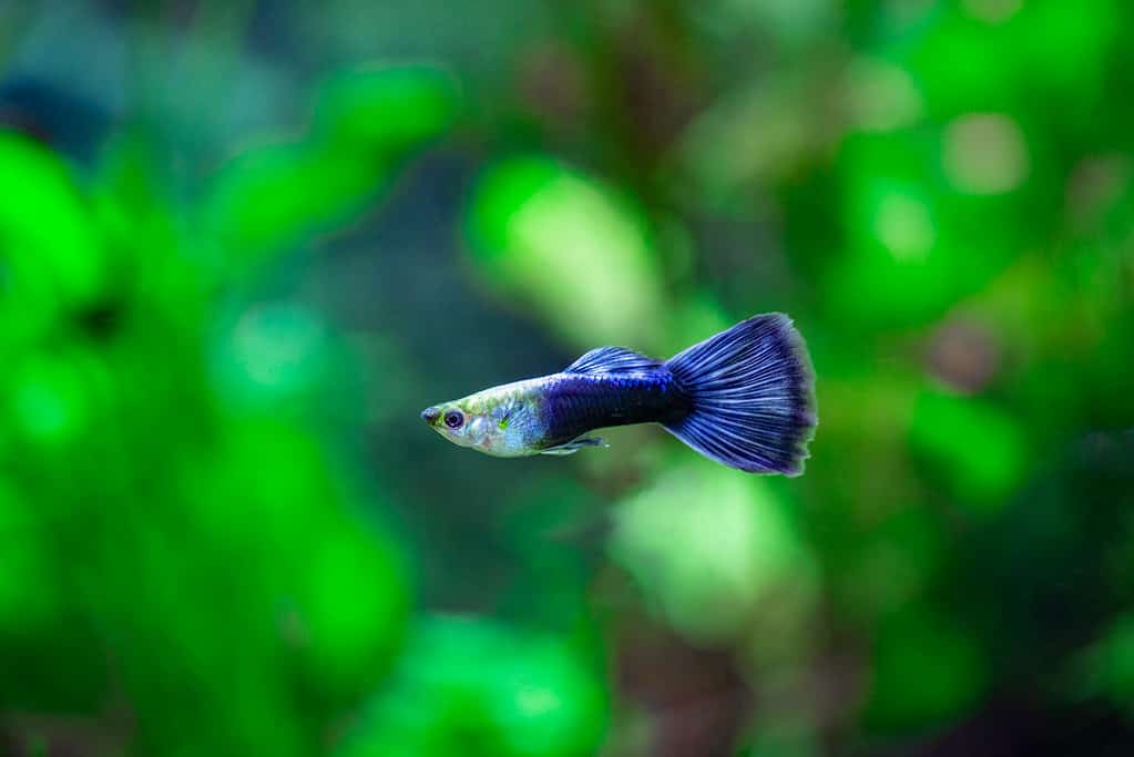 Guppy al neon blu