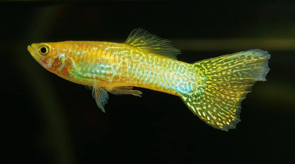 Guppy Limone Cobra
