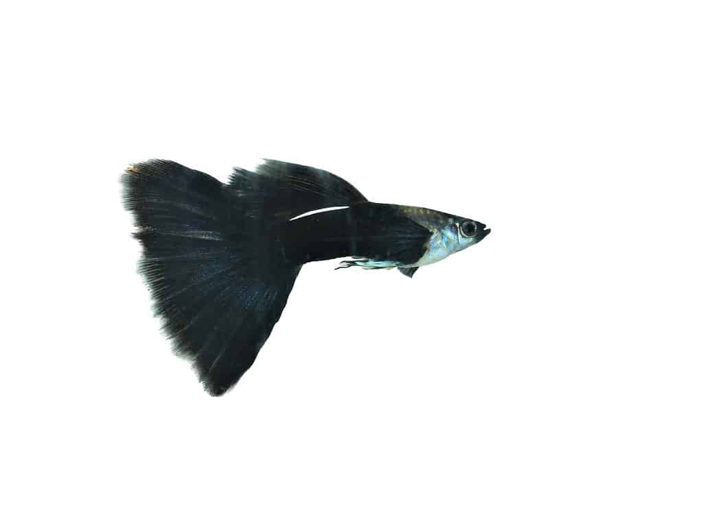Mezzo e mezzo Guppy