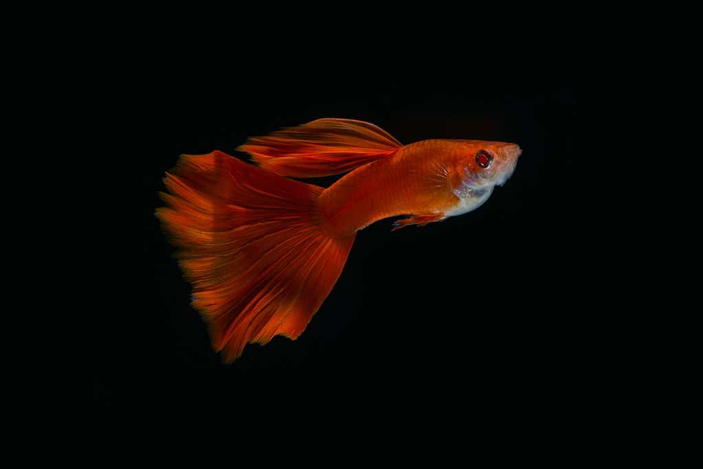 Guppy coda rossa
