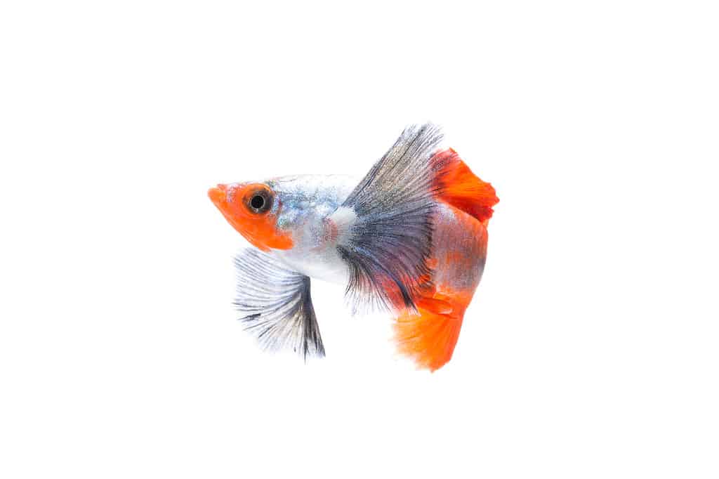 Dumb Guppy