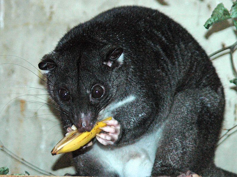 Cuscus macinato al Cotswold Wildlife Park, Burford, Oxfordshire