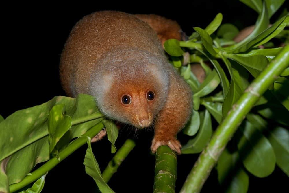 Cuscus appeso a un albero