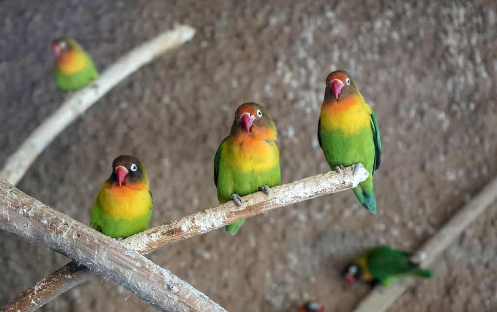Agapornis nigrigenis, piccioncini dalle guance nere
