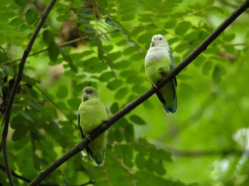 Madagascar o piccioncini dalla testa grigia (Agapornis cana)
