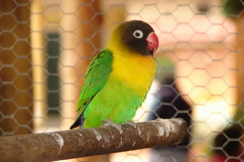 Agapornis personata, piccioncino dal collare giallo, piccioncino dalla maschera nera