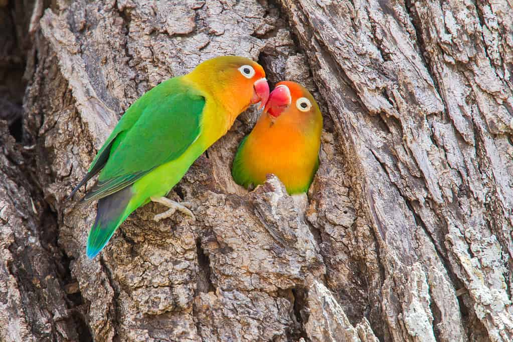 Piccioncini di Fischer (Agapornis fischeri)