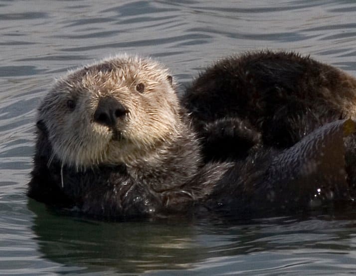 Lontra