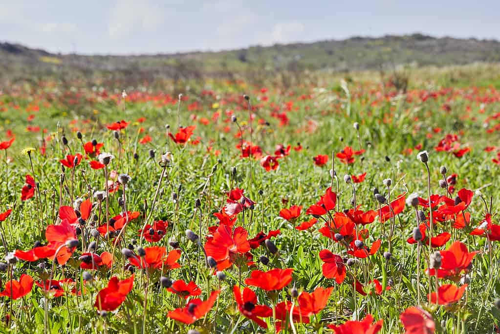 fiori di anemone rosso