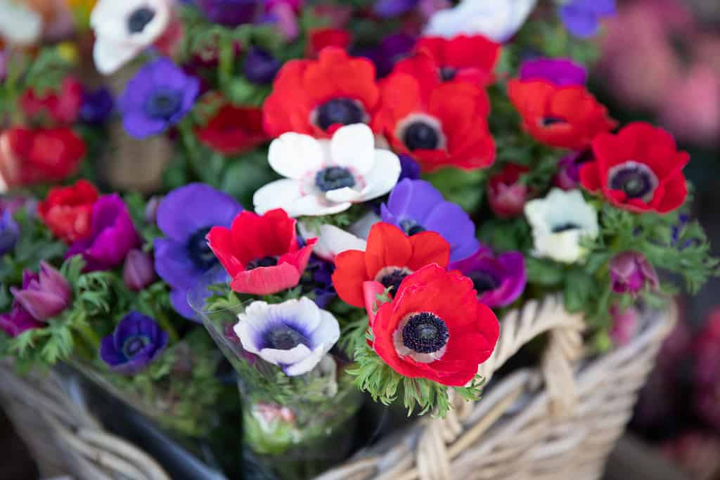 Windflowers blu in blu, viola, bianco e rosso