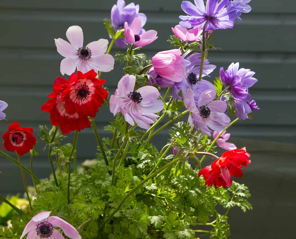 St. Brigid Mescola gli anemoni in viola, rosa e rosso