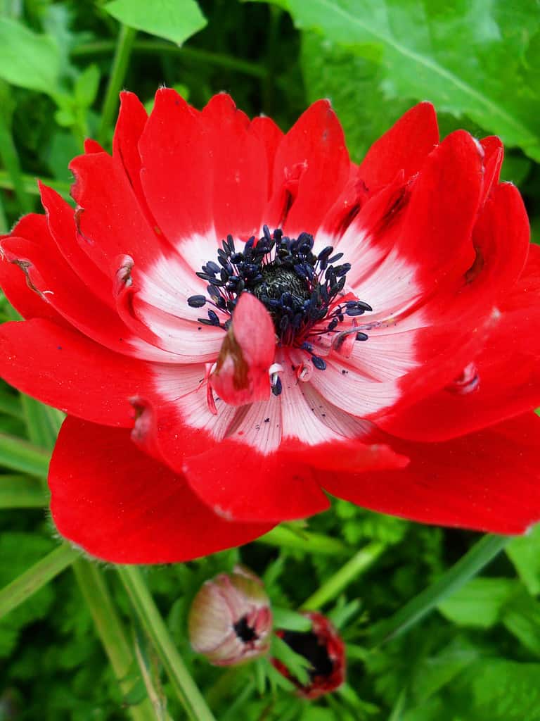 Governatore doppio anemone