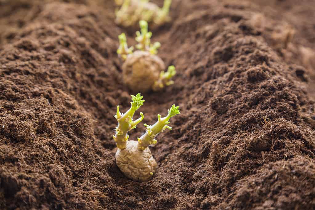 Tuberi di patata che piantano nel terreno.  Primi preparativi primaverili per la stagione del giardino.