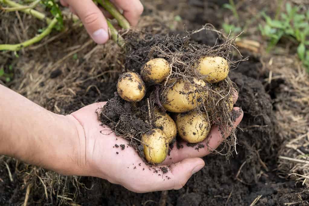 piantare patate