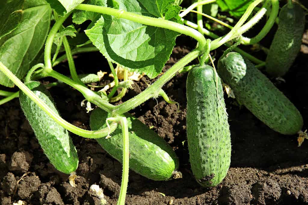 Pianta verde con cetrioli maturi in giardino nella giornata di sole