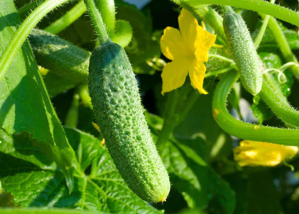 coltivare cetrioli in giardino