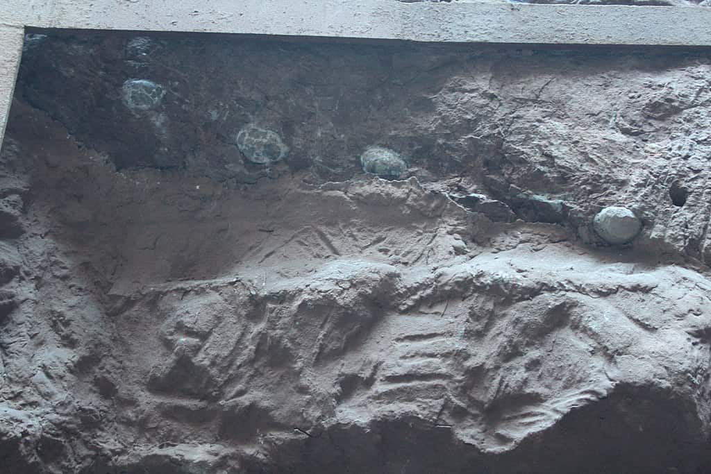 Uova di dinosauro