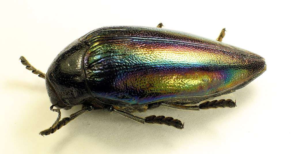 Iridescente arcobaleno gioiello scarabeo Sternocera iris dal Congo.  Collezione entomologica.  Buprestidi.