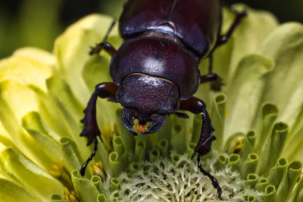 Scarabeo di cervo bruno-rossastro sul fiore di zinnia