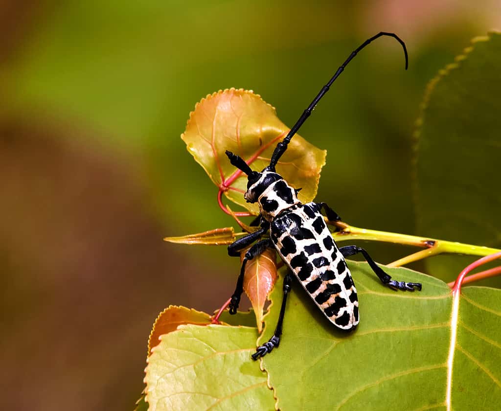 Ferito Cottonwood Borer Beetle
