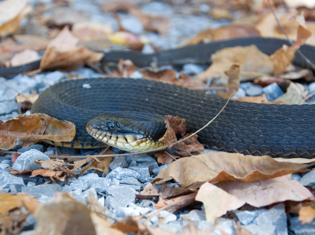 Serpente d'acqua dal ventre giallo, Nerodia erythrogaster flavigaster