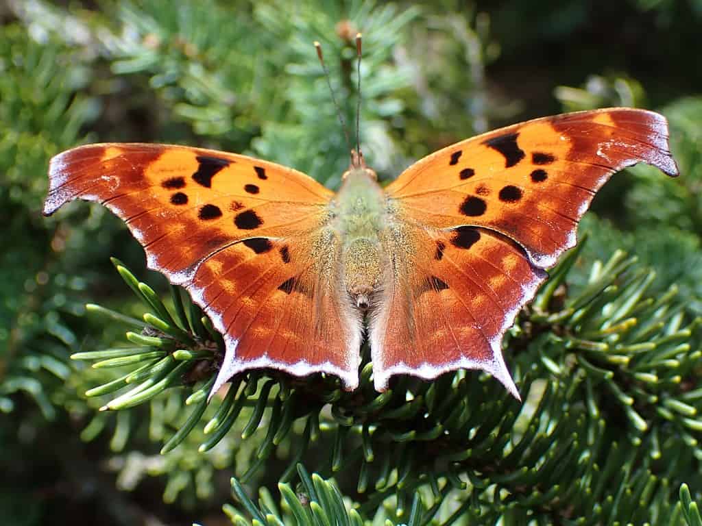 virgola orientale
