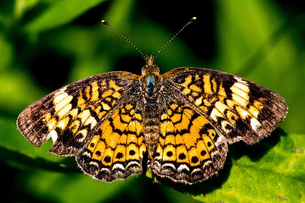 scacchiera argentata