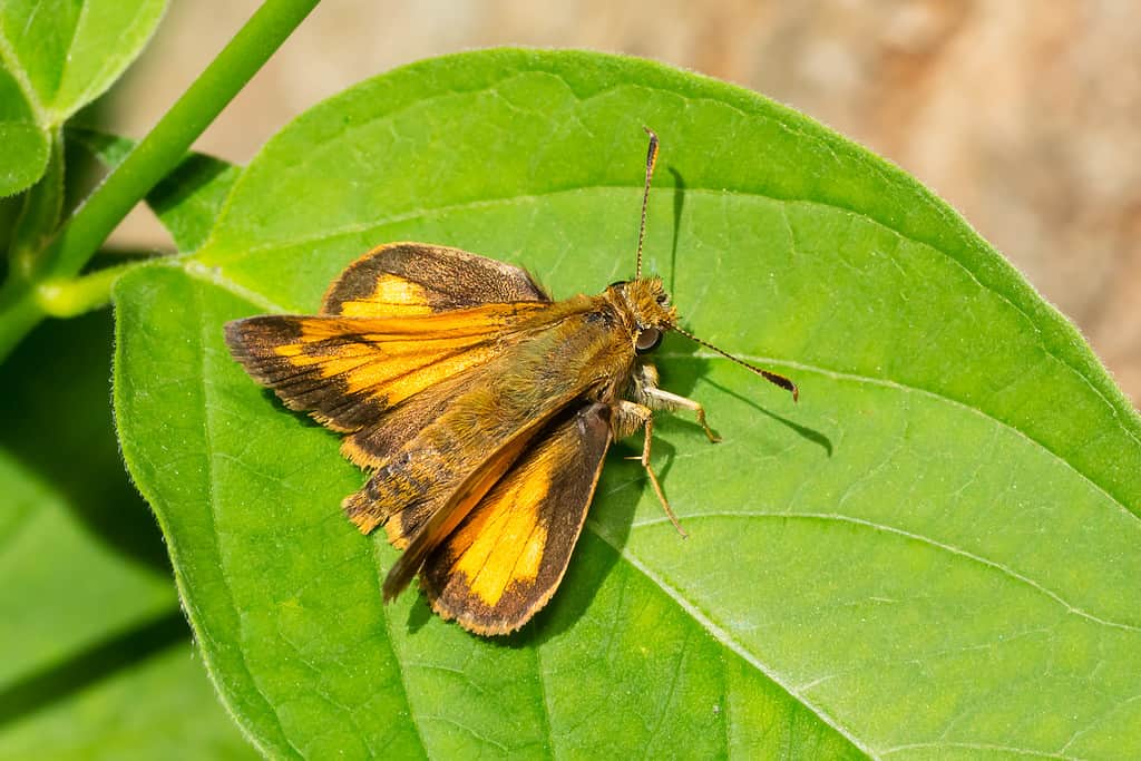 skipper hobomok