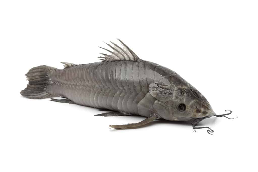 Hoplosternum litorale