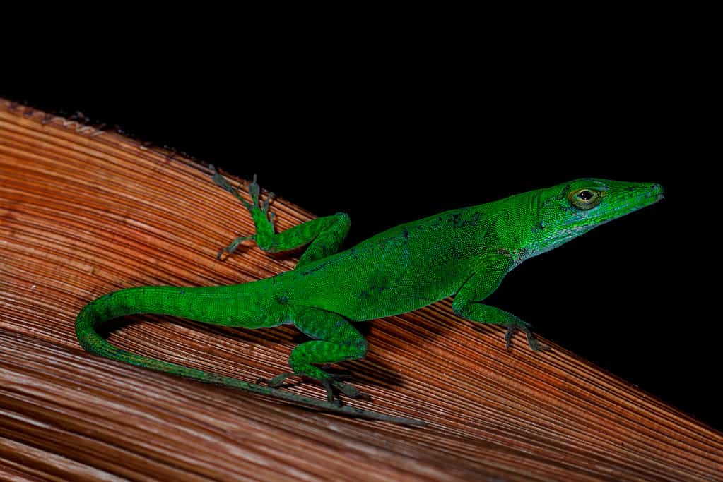 Anole verde ispaniola