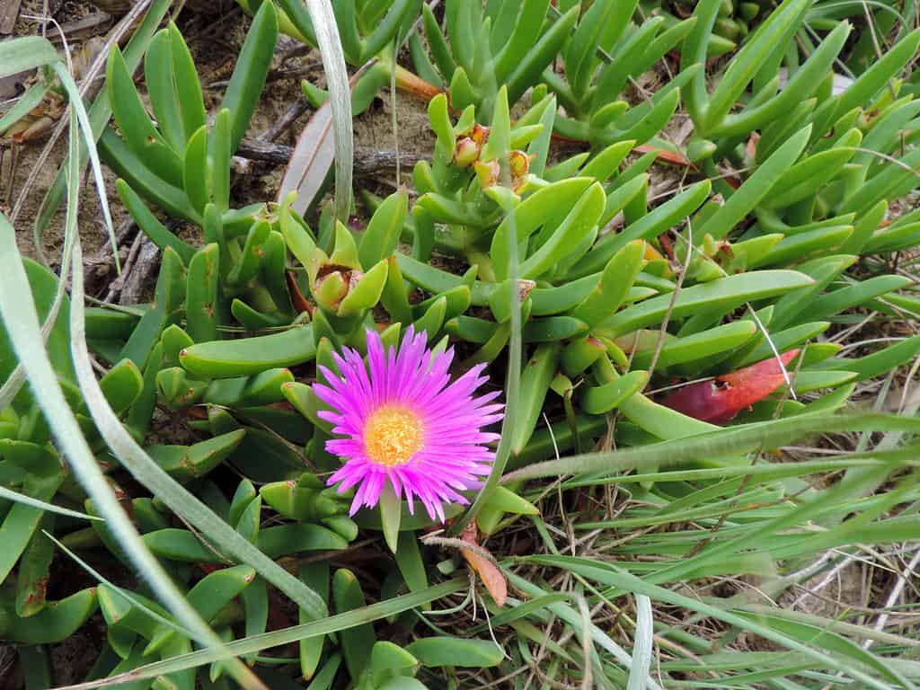 Carpobrotus edulis, la pianta del ghiaccio è diventata una specie invasiva