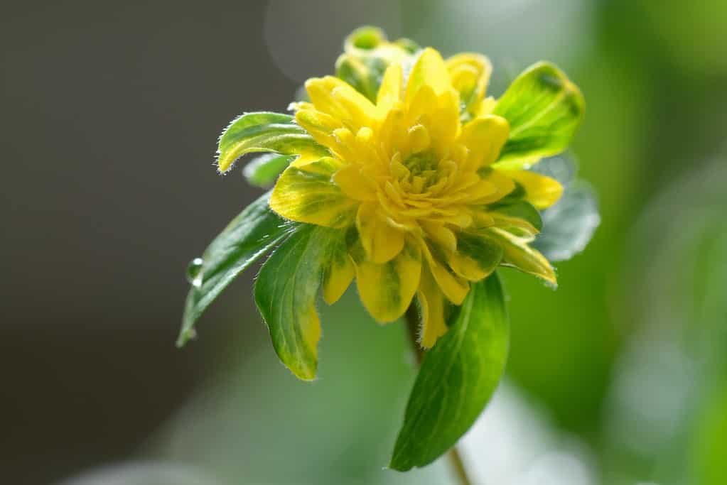 Anemone pleniflora